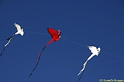 32 FESTIVAL CERVIA 2012 - 210